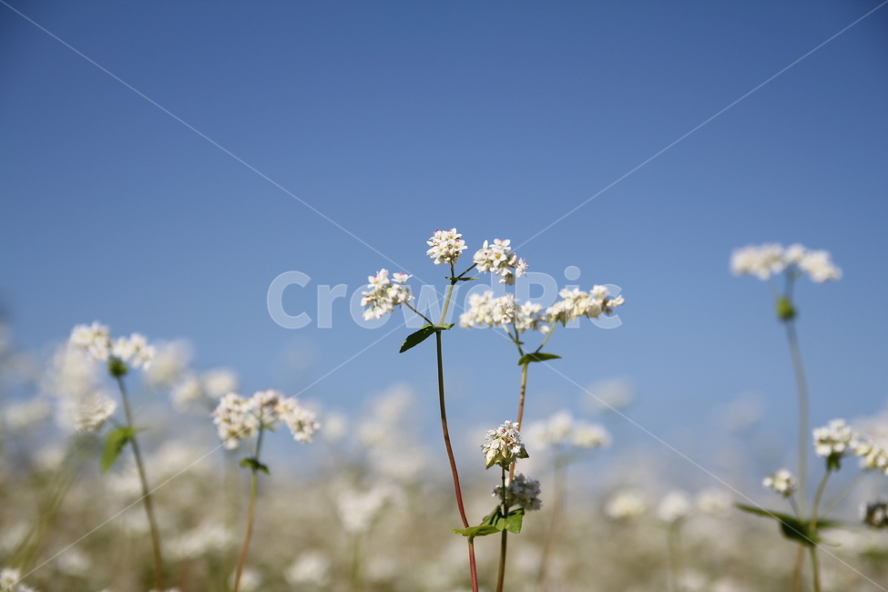 메밀꽃,가을,9월,buckwheatflower,autumn,식물,자연,plants,nature,꽃,flower