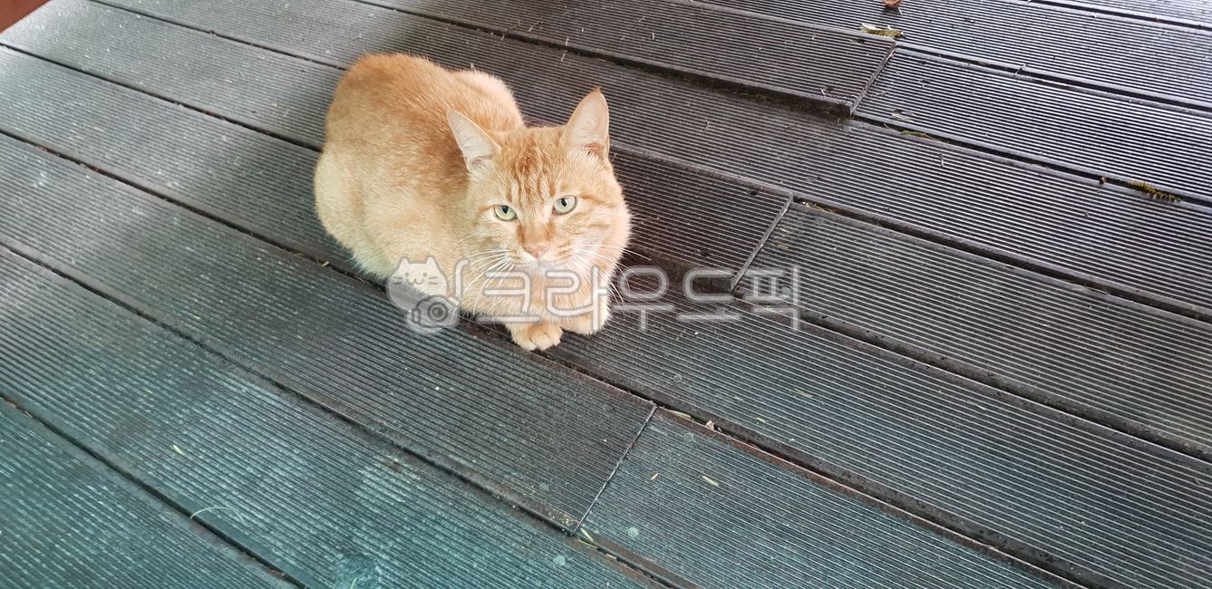 Yellowtail,Pets,lively,stray cat,cat,animal,sullen,wild,pet