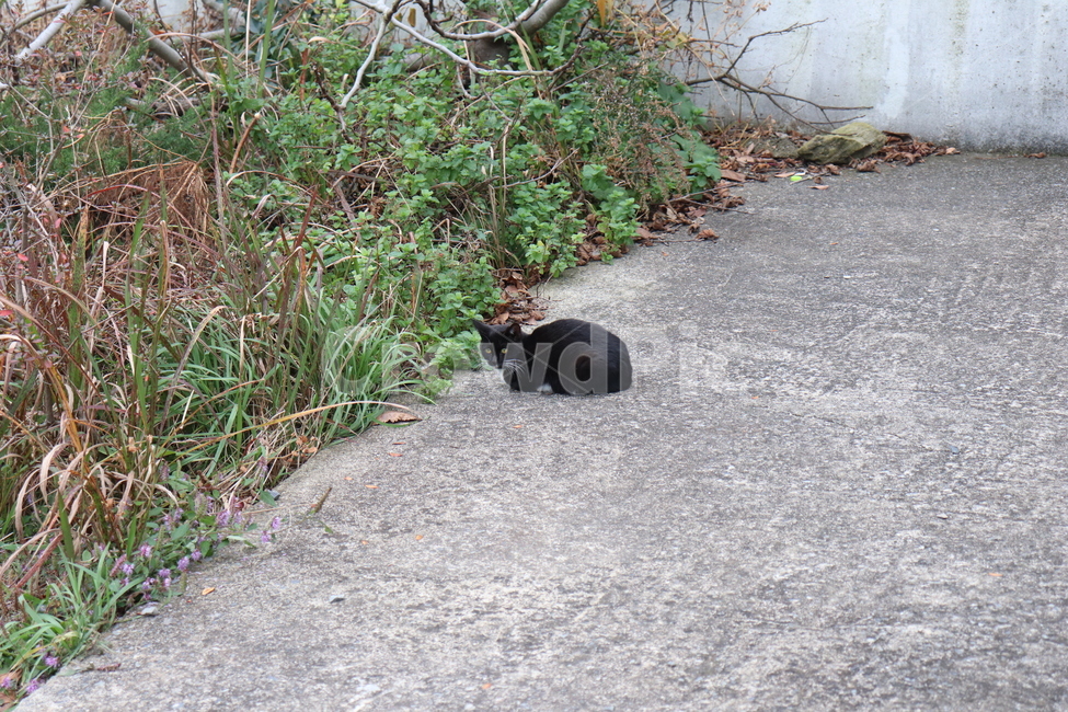cat,고양이,길고양이,길냥이,집냥이,마당냥이,동물,animal,까만고양이,까미,턱시도,동물,animal,포유류,mammal,고양이,cat,kitten,kitty