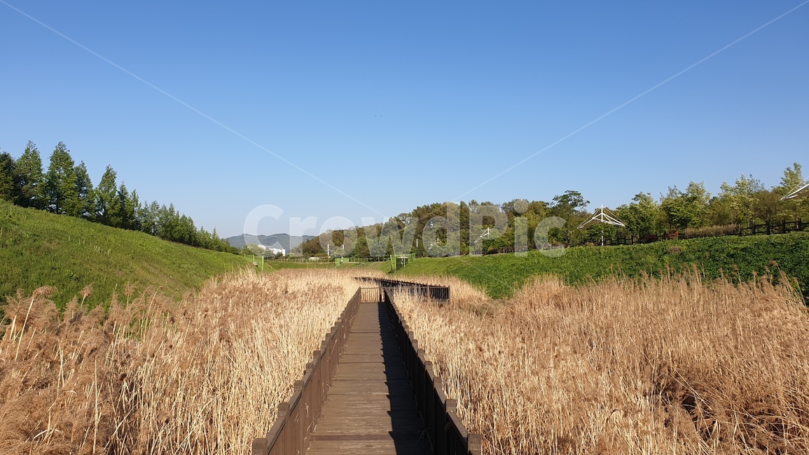 갈대,하늘,날씨,길,풍경,가을,계절,fall,autumn,season,자연,풍경,nature,landscape,building,건물