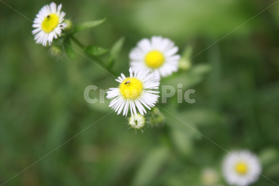 자연,식물,꽃,flower,nature