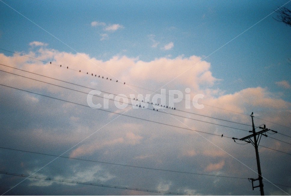전봇대,하늘,구름,자연풍경,새,필름사진,분홍구름,자연,풍경,nature,landscape,감성,sensible,feeling,cable,케이블,power lines,전력선,electric transmission tower,송전탑