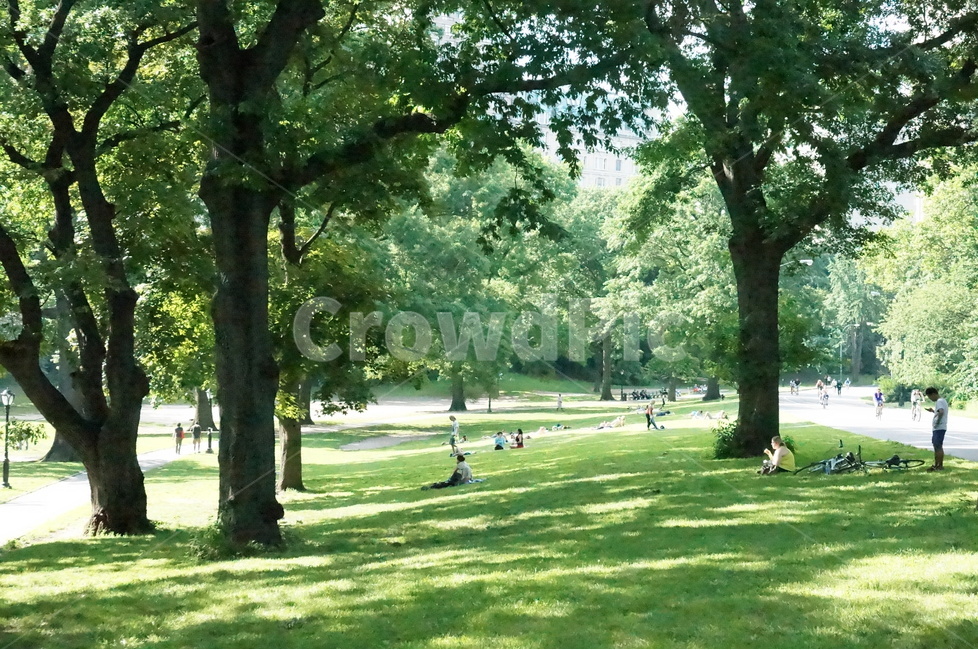 뉴욕,센트럴파크,newyork,centralpark,park,산책,걷기,잔디밭,잔디,공원,길,산책로,landscape,city,citylandscape,미국,외국,세계,건물,도시,외국도시,도시풍경,휴식,그늘,나무그늘,랜드마크,landmark,tourist attraction,해외,외국,세계,foreign,oversea,world,세계랜드마크,해외랜드마크,외국랜드마크,world landmark,world tourist attraction,사람들,대중,군중,other people,crowd,grass,plant,식물,outdoors,옥외,lawn,tree,나무,tree trunk,나무 줄기