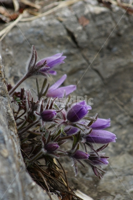 동강,할마꽃,꽃,봄,천연기념물,식물,자연,plants,nature,꽃,flower
