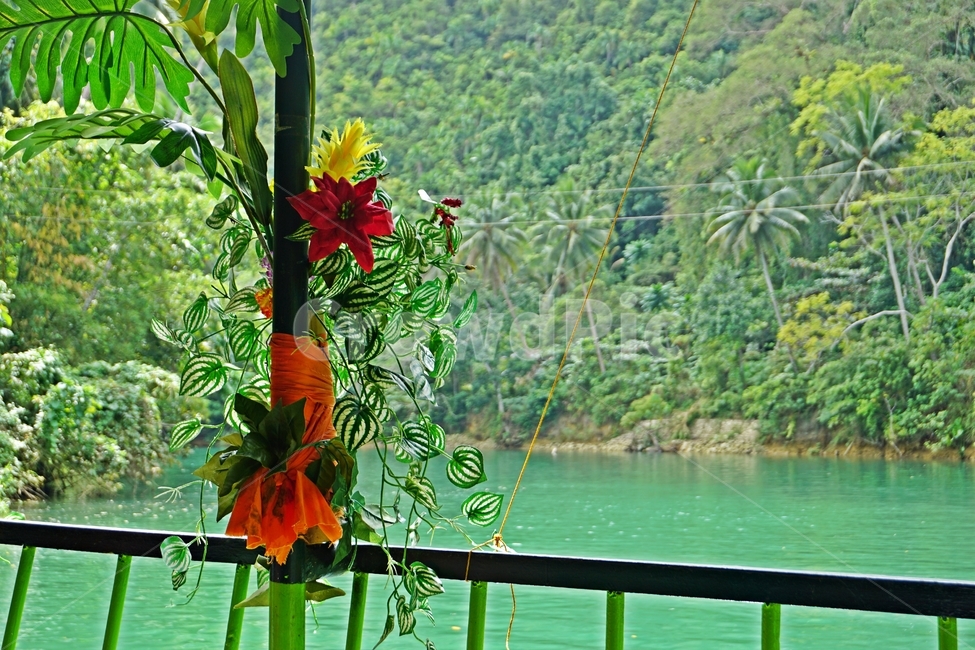 꽃,필리핀,강,로복강,초록,빨강,노랑,주황,산,숲,야자수,배경,식물,자연,plants,nature,꽃,flower