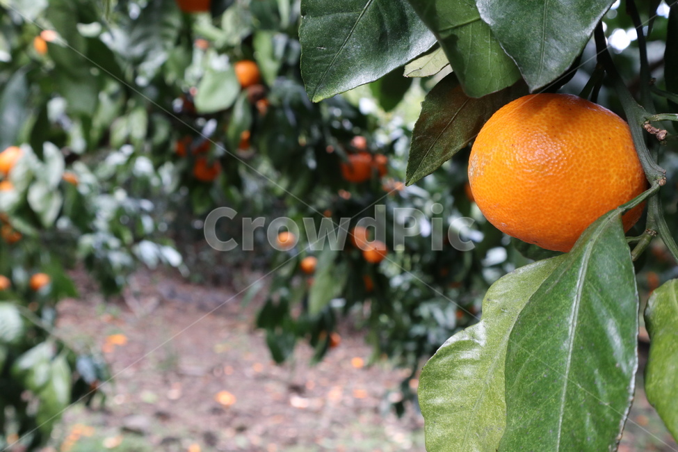 귤,귤나무,과일,식물,food,음식,plant,fruit