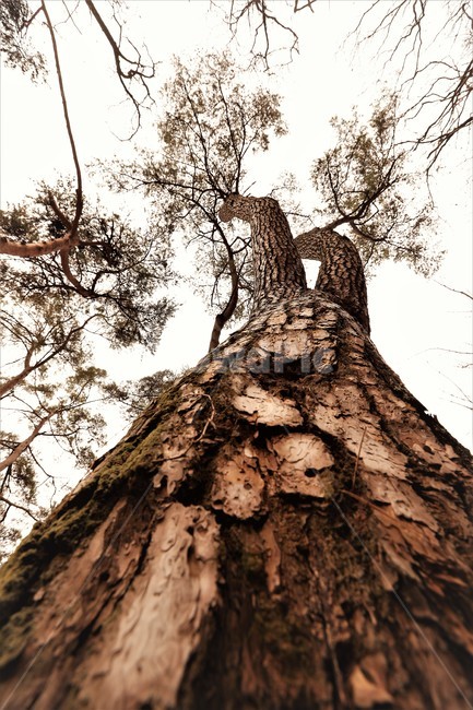 소나무,의리,지조,자연,산,식물,자연,plants,nature,나무,trees,wood