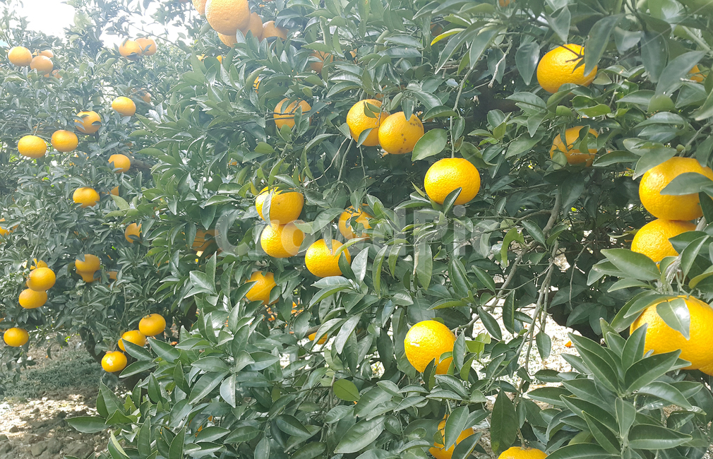 귤,열매,제주도,과일,식물,citrusfruit,fruit,plant,jeju,orange,leaf,tree,나무,잎,과일,열매,fruit