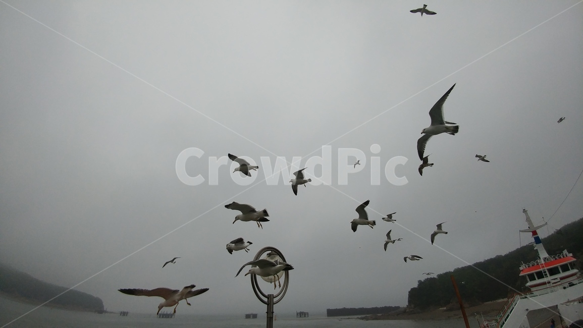 animal,동물,bird,새,flying,갈매기,바다