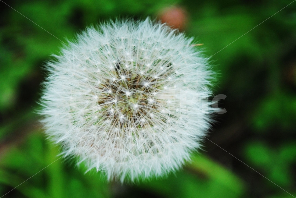 민드레,홀씨,식물,자연,flower,nature,plants,화이트,white,숲,forest,식물,자연,plants,nature,꽃,flower
