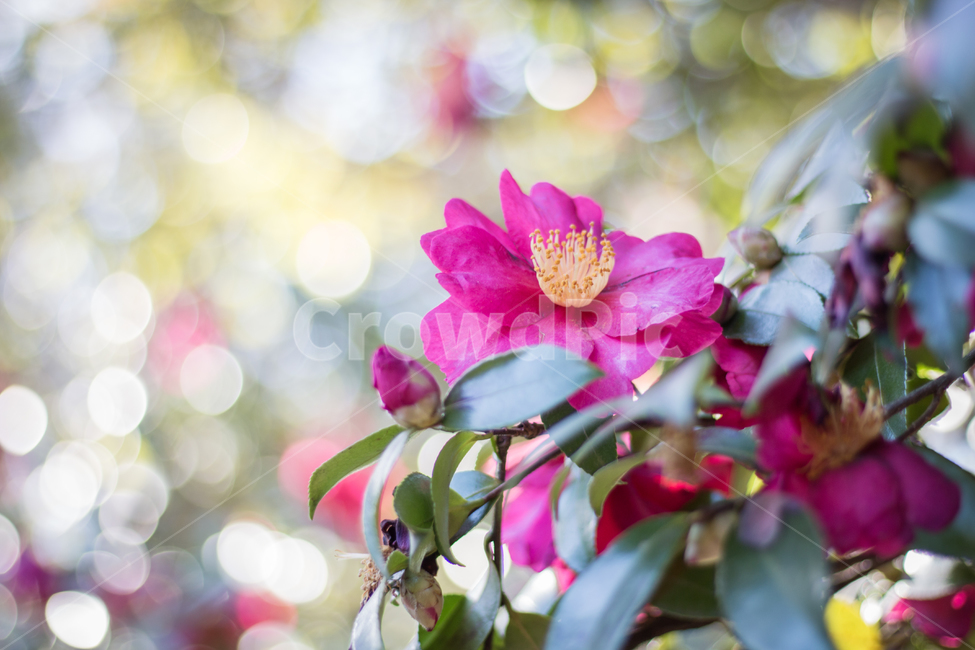동백,꽃,보캐,flower,풍경,식물,자연,plants,nature,꽃,flower