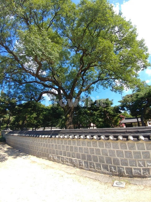 식물,돌담,나무,초록,하늘,여름,한국전통,한국문화,korean traditional,korean culture,건축물,건물외관,exterior,building,structure,architecture,construction
