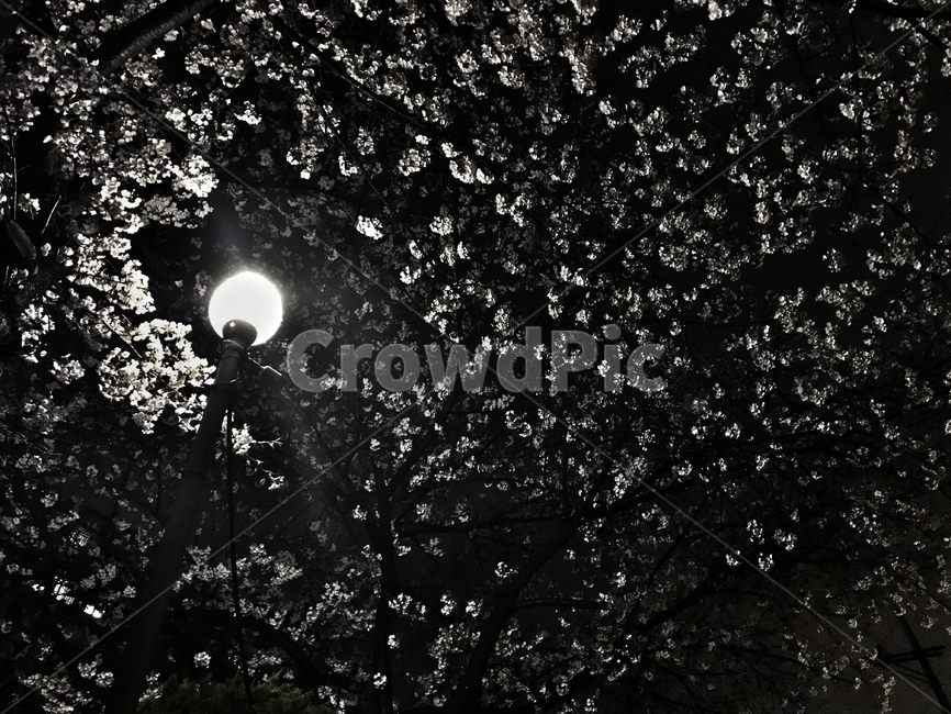 벚꽃,가로등,밤벚꽃,nature,자연