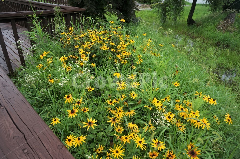 잎,leaf,plant,식물,자연,초록잎,꽃,해바라기,식물,자연,plants,nature,꽃,flower