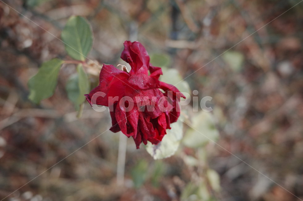 blossom,꽃,flower,식물,꽃잎,petal,장미,빨간장미,rose,red,redrose,빨간,붉은,시든,시든장미,식물,자연,plants,nature,꽃,flower