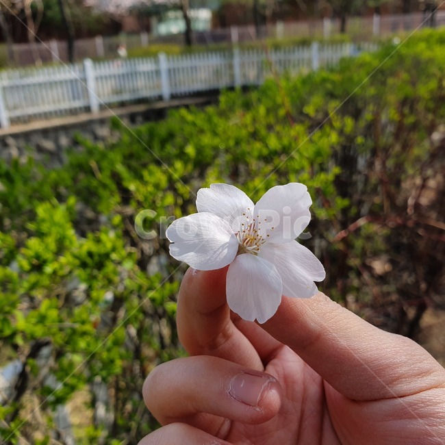 벚꽃,봄,꽃,꽃송이,4월,벚꽃나무,맑은날