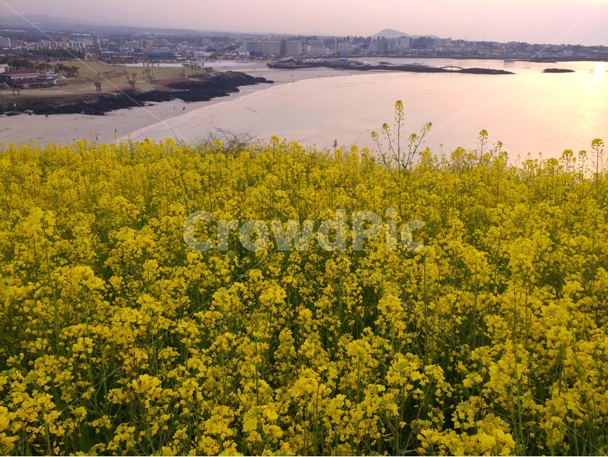 꽃,유채,풍경,감성,자연,하늘,바다,봄,계절,spring,season,자연,풍경,nature,landscape,한국자연풍경,한국자연경관,korea nature landscape,제주도,jeju,jeju island,plant,식물,outdoors,옥외,grassland,목초지,field,들