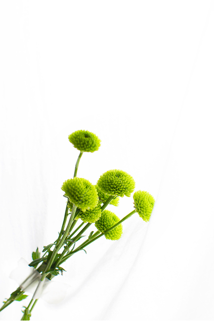꽃,초록꽃,초록,싱그러움,자연,꽃,flower,연출,컨셉,콘셉,direction,concept