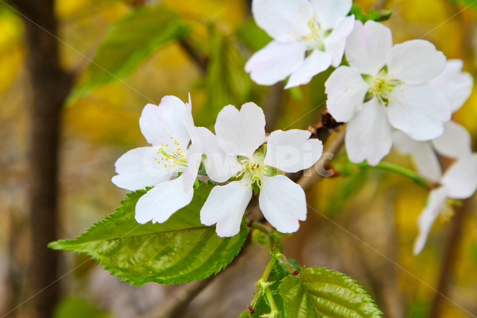 봄,벚꽃,4월,하얀꽃,꽃,봄,계절,spring,season,식물,자연,plants,nature,꽃,flower,plant
