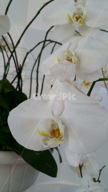 하얀꽃,화분,자연,꽃,아름다움,순수,white,nature,flower,beauty,식물,자연,plants,nature,꽃,flower