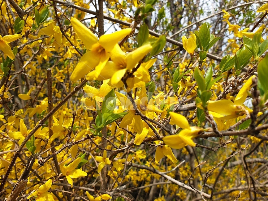 봄,자연,개나리,노란색,꽃,식물,자연,plants,nature,꽃,flower