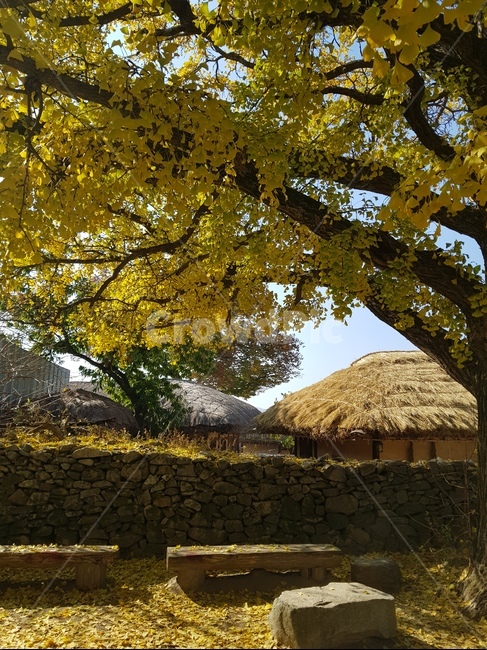 자연,나무,식물,마을,가을,가을,계절,fall,autumn,season,한국전통,한국문화,korean traditional,korean culture,nature,outdoors,옥외,building,건물,plant,tree