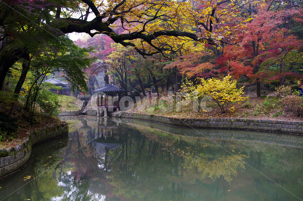 창덕궁후원,관람정,가을,fall,나무,식물,plant,단풍,잎,풍경,가을,계절,fall,autumn,season,한국전통,한국문화,korean traditional,korean culture,랜드마크,landmark,tourist attraction,한국랜드마크,한국관광지,한국명소,korea landmark,korea tourist attraction,tree