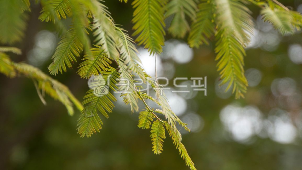 fresh cedar tree,redwood,tree,bokeh,leaf,bokeh of light,metasequoia