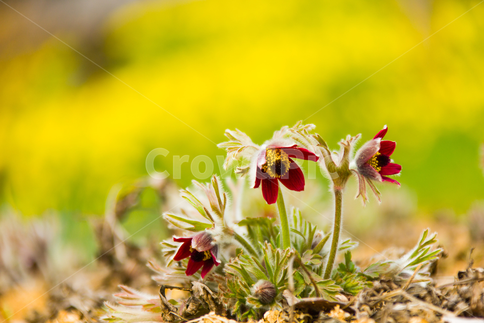봄,꽃,할미꽃,자연,붉은색,봄,계절,spring,season,식물,자연,plants,nature,꽃,flower,plant