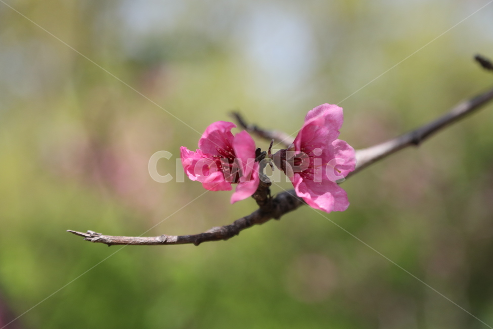spring,Olympic Park,tree,flower,olympicpark