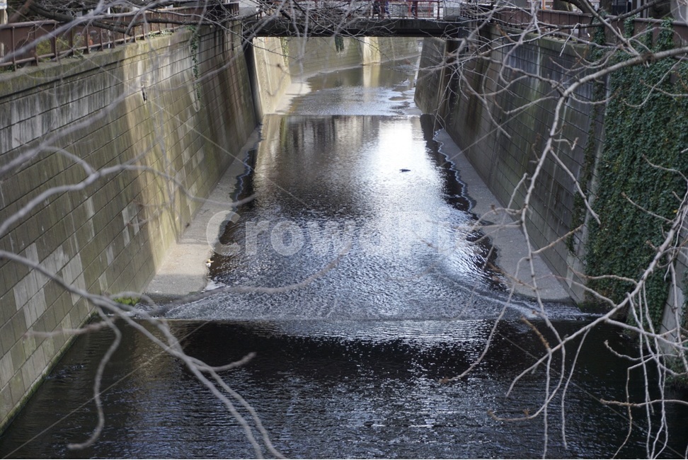 일본,나무,물,개천,japan,tree,water,stream,도쿄,tokyo,해외,외국,세계,foreign,oversea,world