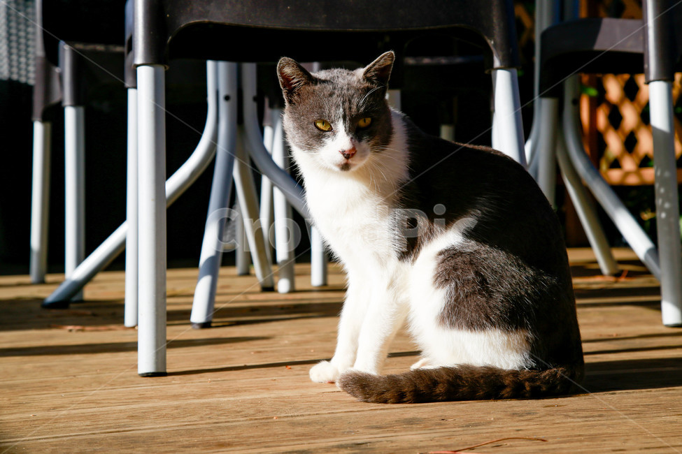 고양이,길고양이,길냥이,동물,애완동물,자연,생명,야생,야생동물,포유류,얼룩이,cat,kitty,kitten,neko,gato,street,streetcat,stray,straycat,wild,beauty,nature,pet,animal,mammal