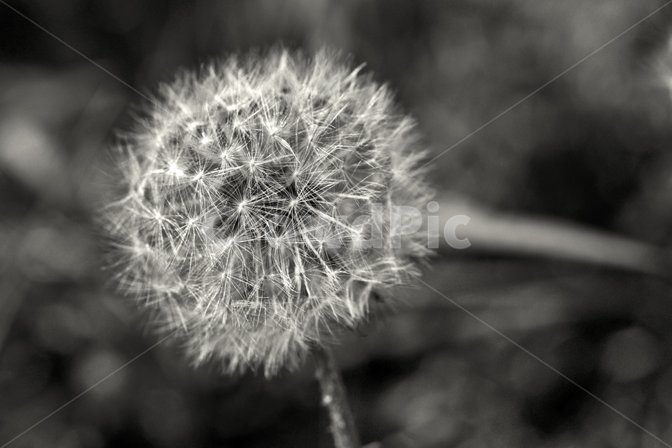 민들레,홀씨,국화과,모노톤,흑백,관모,번식,식물,자연,plants,nature,꽃,flower,흑백,모노톤,monochrome,black and white