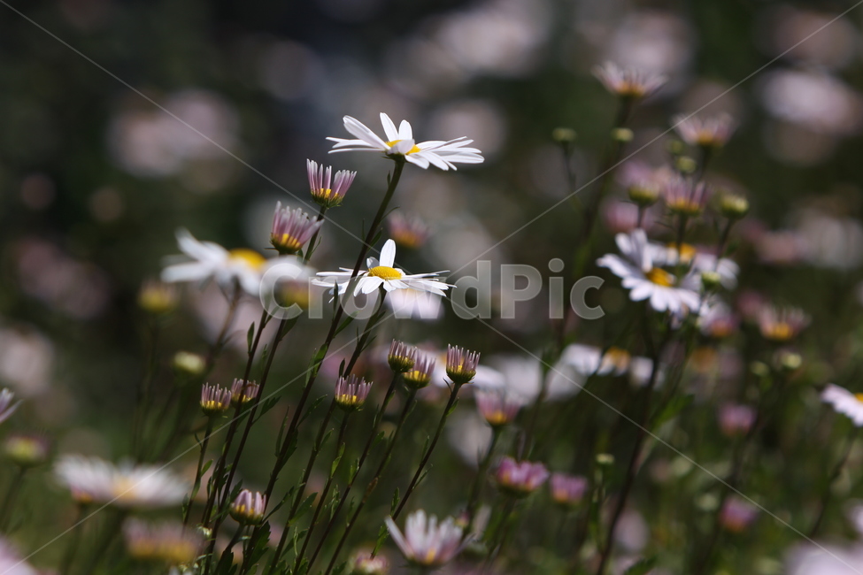 구절초,꽃,꽃무리,흰꽃,감성사진,자연,식물,자연,plants,nature,꽃,flower