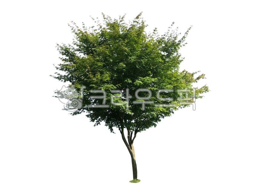 treetrunks,yard,screen,branch,street tree,tree trunk,leaves,separation,wood,avenue,treebranches,nukki,tree,png,twigs,isolation,branches,transparent background,background,outside,plant,greenbelt,stems,forest,tree branch,botany,isolated,desktop,Maple tree,p