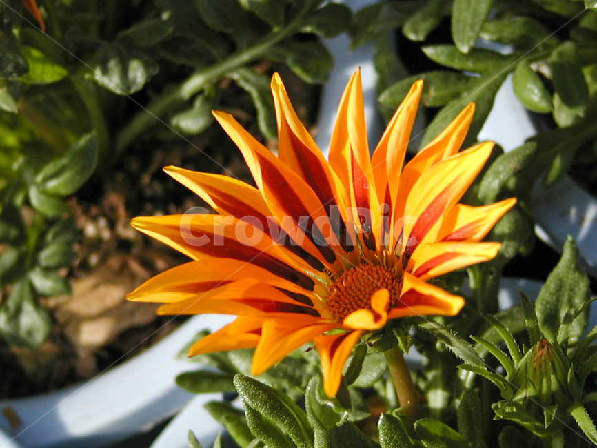 가자니아,식물,flower,blossom,plant,꽃,봄꽃,화분