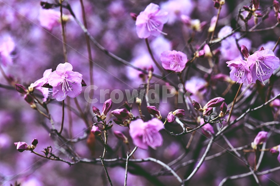 홍매화,flower,pink,tree,apricotflower,purple
