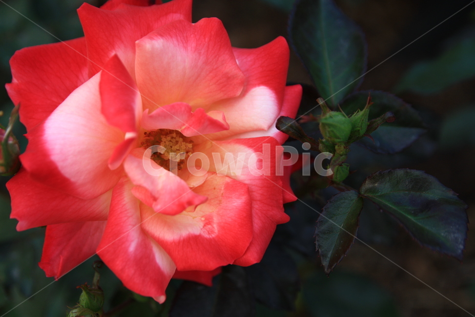 장미,꽃,오월,rose,장미향기,공원에핀장미,봄의꽃,봄꽃,장미꽃,봄,계절,spring,season,식물,자연,plants,nature,꽃,flower,geranium,제라늄,blossom,plant