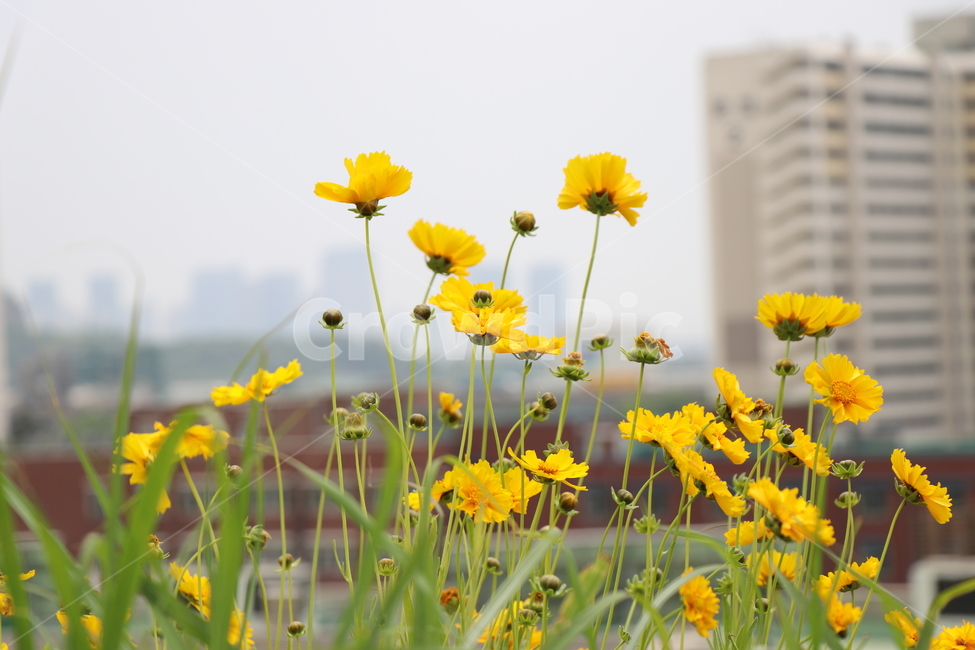 금계국,봄,꽃,봄꽃,야생화,봄,계절,spring,season,식물,자연,plants,nature,꽃,flower,field,들,grassland,목초지,outdoors,옥외