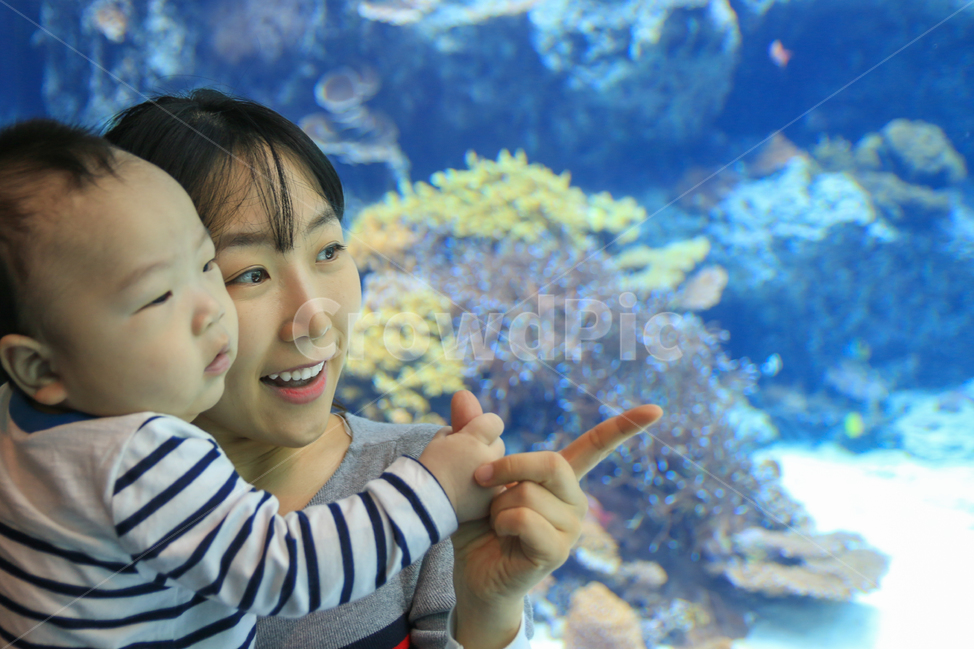 수족관,아쿠아리움,엄마,아들,아기,애기,유아,소풍,나들이,열대어,신비한,신기한,호기심,체험,자연,물고기,어류,사람,모델,엄마와아들,남자아이,가족,모자,엄마와아기,여성,여자,어머니,관람,인물,산호,귀여운,물속,수중,작은,사람,인물,인간,human,person,가족,패밀리,family,영유아,아기,애기,아이,infants,baby