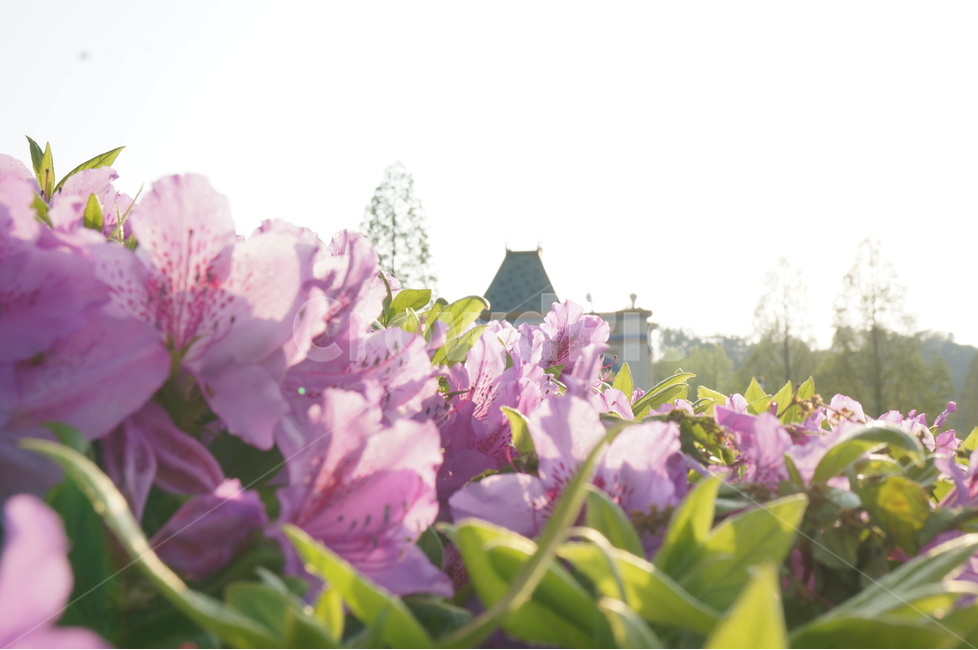 꽃,봄꽃,진달래,태양,햇살,꽃잎,잎,핑크,분홍,식물,자연,plants,nature,꽃,flower