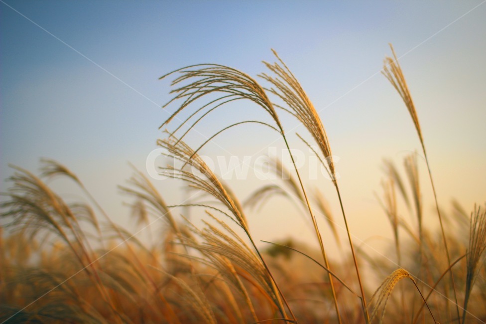 Reed,Reed Festival,Sky Park,sunset,nightfall,Emotional photo,reed field