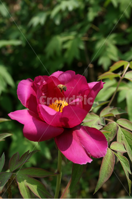 식물,flower,꽃,모란,붉은꽃,벌,식물,자연,plants,nature,꽃,flower