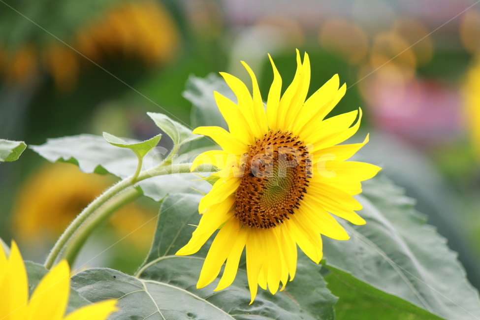 해바라기,노랑,꽃,벌,한송이,옐로우,식물,자연,식물,자연,plants,nature,꽃,flower