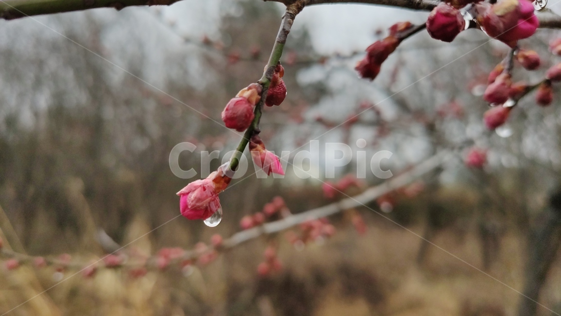 홍매화,매화,매화꽃,붉은매화꽃,홍매,자장매,설중매,plant,식물,flower,blossom,꽃,식물,자연,plants,nature,꽃,flower