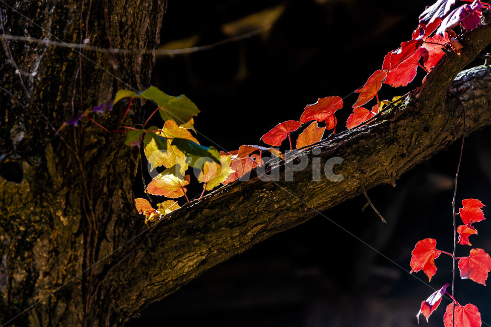 가을,낙엽,기와,단풍,기와지붕,자연,풍경,가을,계절,fall,autumn,season,식물,자연,plants,nature,plant,leaf,잎
