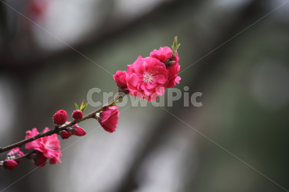 만첩홍도,꽃,봄,복사꽃,prunuspersica