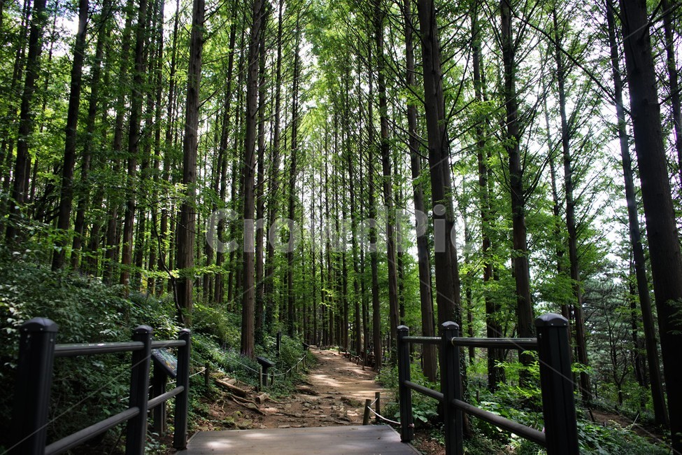 자연,산행,잎,nature,tracking,leaves,수직,녹색,green,vertical,cool,forest,woodland,relaxation,healing,trail,자연,풍경,nature,landscape,path,통로