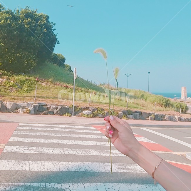 강아지풀,손,팔,잎,감성