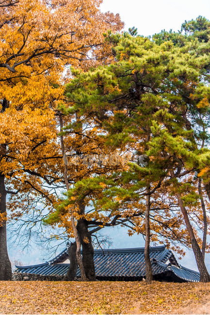 고택,낙엽,단풍,민속마을,풍경,관광명소,가을,계절,fall,autumn,season,한국전통,한국문화,korean traditional,korean culture,식물,자연,plants,nature,나무,trees,wood,tree,plant,tree trunk,나무 줄기